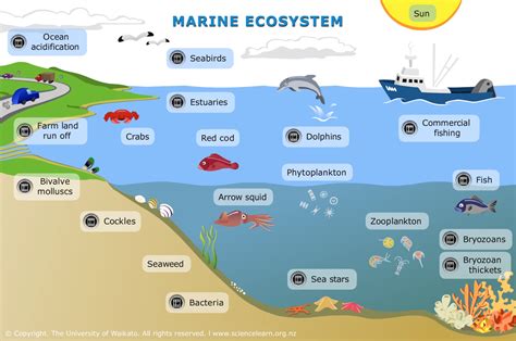 ocean ecosystem diagram 